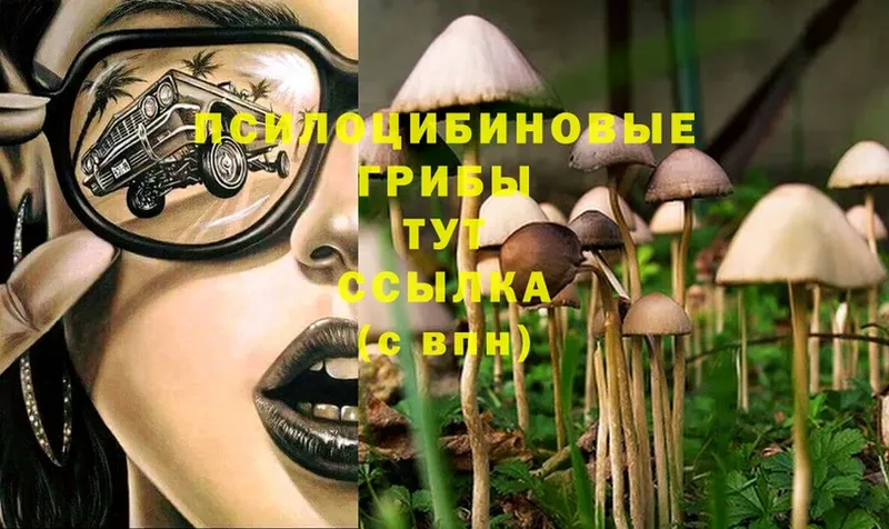 Псилоцибиновые грибы Magic Shrooms  даркнет какой сайт  Калачинск 